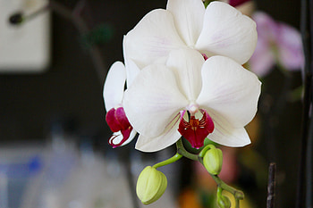 Flowers, Flower, Petals, Bud, Orchid HD wallpaper