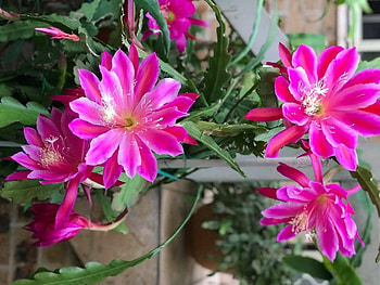 PRETTY CACTUS FLOWERS, PRETTY, FLOWER, CACTUS HD wallpaper