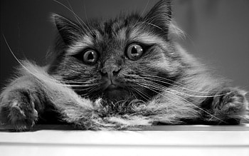 Oh boy!, animal, white, black, mood, face, cat, funny HD wallpaper
