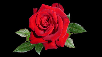 Absolute beauty, rose, black, velvet, leaves, petals, flower, green, red HD wallpaper