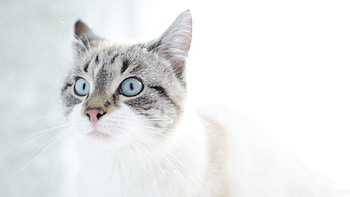 Animals, Cats HD wallpaper