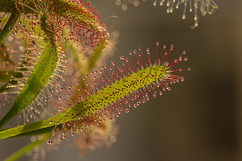 Macro, Dew, Tentacles, Fang Leaf HD wallpaper