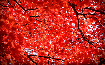 Maple Leaves, nature, leaf, maple, tree HD wallpaper