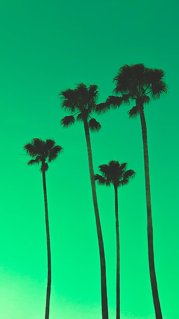 green, nature, palm tree HD phone wallpaper