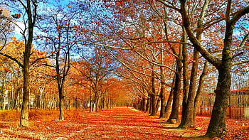 A vibrant autumn pathway lined with trees in Kabul, featuring fallen leaves and clear blue skies. HD wallpaper