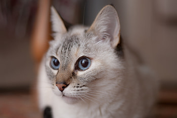 Animals, Cat, Muzzle, Blue-Eyed, Blue Eyed HD wallpaper
