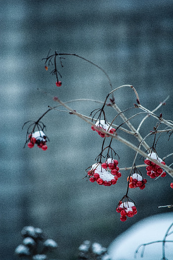 Berries, Macro, Blur, Smooth, Branch, Rowan, Frosty HD phone wallpaper