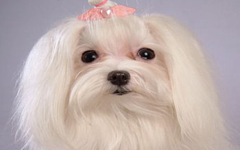cute little dog, pink bow, white fur, portrait, other, long hair HD wallpaper