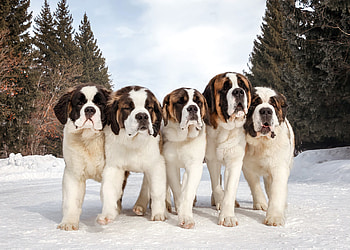 Animal, St. Bernard HD wallpaper