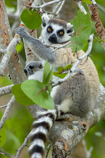 Ring Tailed Lemur, Madagascar primate, Cute wildlife, Forest jungle HD phone wallpaper