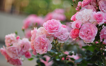 Nature, Flowers, Leaves, Pink HD wallpaper