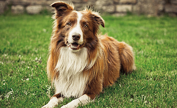 Adorable Collie, cuteness overload, Dog's playful expression, Energetic pet HD wallpaper