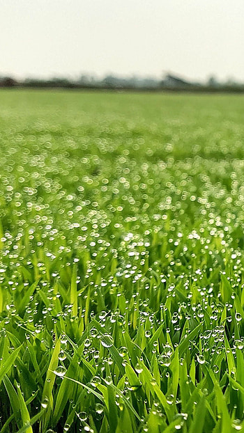 Fields morning view, village greenary HD phone wallpaper