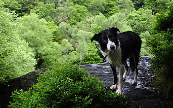 Animals, Grass, Dog, Wet HD wallpaper
