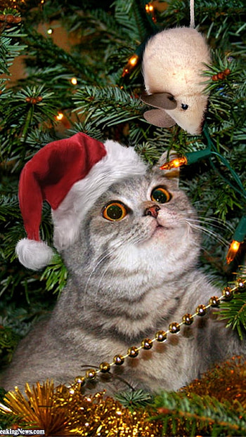 Cute Christmas, Cute Cat Christmas Hat HD phone wallpaper