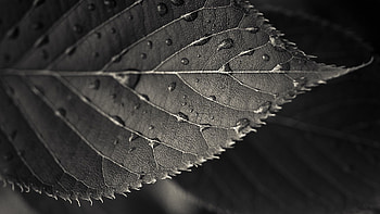 Drops, Macro, Sheet, Leaf, Carved HD wallpaper