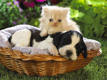Animals, Cats, Dogs HD wallpaper