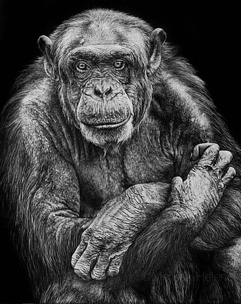 Cute chimpanzee, Animal love, Wildlife graphy HD phone wallpaper