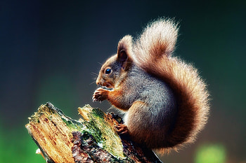 Squirrel, , Background , Wildlife HD wallpaper