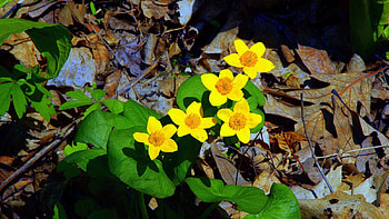 Marsh Marigolds, Marsh Marigold, Wisconsin Flowers, Wisconsin, Spring Flowers HD wallpaper