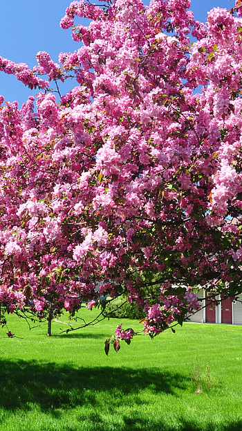 Spring, Season HD phone wallpaper