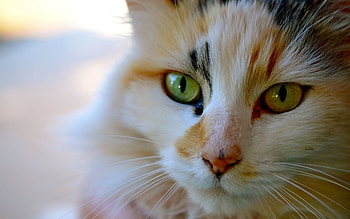 Animals, Cat, Muzzle, Striped, Color, Sight, Opinion HD wallpaper