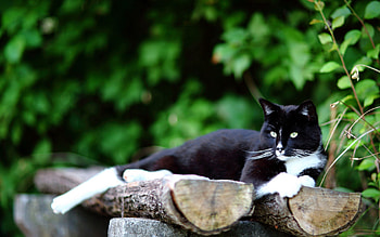 Animals, Grass, Cat, To Lie Down, Lie, Logs HD wallpaper
