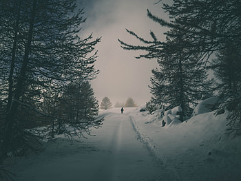 Winter, Nature, Trees, Snow, Silhouette, Forest HD wallpaper