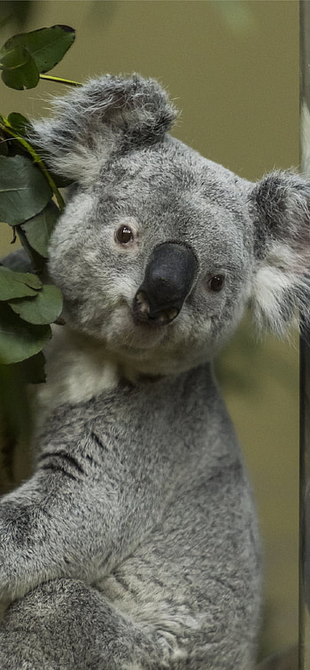 Best koala HD phone wallpaper