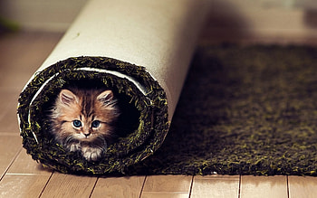 Animals, Cat, Fluffy, Sight, Opinion, Carpet, Twisted HD wallpaper