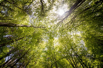 Sunlit view of green trees in a forest looking upwards, captured in daylight. HD wallpaper