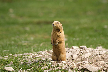 Protect Prairie Dogs, Conservation ideas HD wallpaper