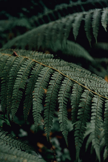 Leaves, Plant, Macro, Fern, Branch HD phone wallpaper