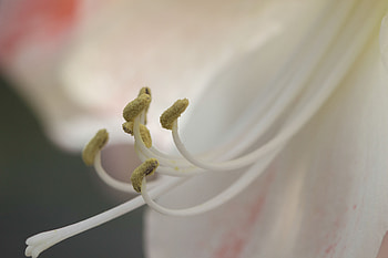 Flower, Macro, Close-Up, Stamens, Pollen HD wallpaper
