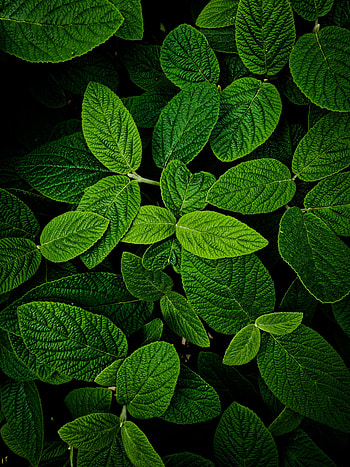 Leaves, Plant, Macro HD phone wallpaper