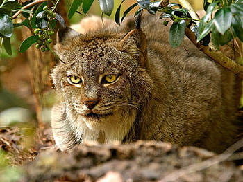 Animals, Grass, Iris, Sit, Hunt, Hunting HD wallpaper