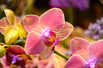 Pink orchids, orchid, pink, beautiful, flowers HD wallpaper