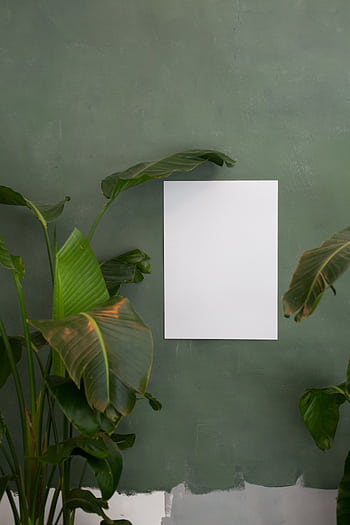 Minimalist botanical themed poster on a green wall with tropical plants for decor. HD phone wallpaper