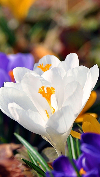 Spring Flowers, Beautiful Flower HD phone wallpaper
