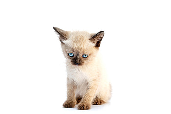 Ups! I did it again!, kitten, white, funny face, siamese, pisici, blue eyes, cute, cat HD wallpaper