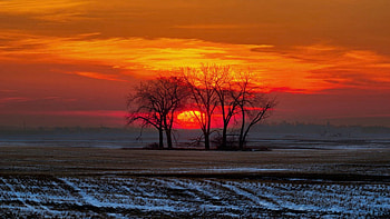 Treemendous Sunrise in Central North Dakota, winter, snow, clouds, colors, landscape, trees, sky, usa HD wallpaper