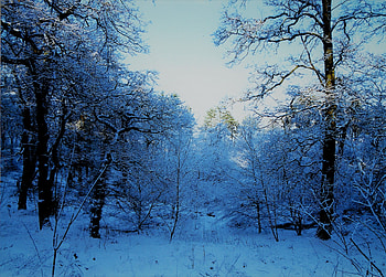 Cathkin Braes - Glasgow - Scotland (January 1988), Country Parks, Cathkin Braes, Glasgow, Scotland HD wallpaper
