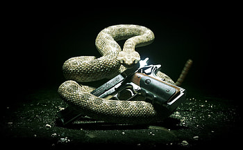 Hitman Absolution, snake, hitman, gun, video game HD wallpaper