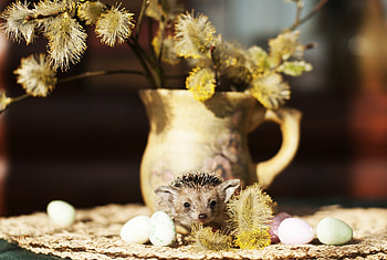 Animals, Vase, Hedgehog, Verba, Pussy Willow, Quail Eggs HD wallpaper