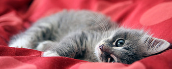 Animals, Cats HD wallpaper