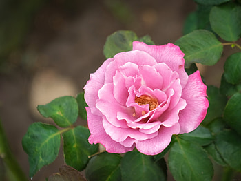 Rose, summer, pink, flower, green, nature, trandafir, vara HD wallpaper
