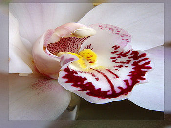 orchid, white, egzotic, flower, macro HD wallpaper