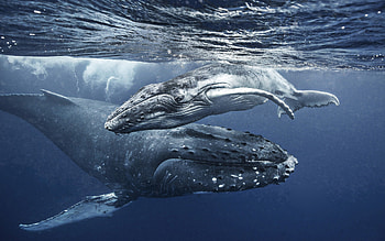 Blue Whale, Whales wildlife, Mother and cub, Underwater world HD wallpaper