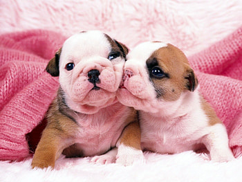 Animals, Dogs HD wallpaper