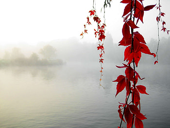 Nature, Leaves, Lake, Branches, Haze, Serenity HD wallpaper